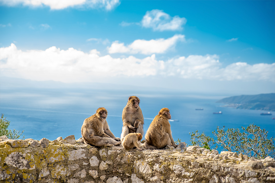 Excursión a Gibraltar desde Sevilla